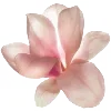 🌸