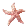 ⭐️
