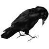 🐦‍⬛