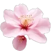 🌸