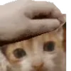 🐈