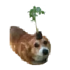 🌱