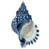 🐚