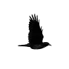 🐦‍⬛