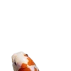 🤩