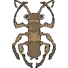 🪲