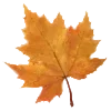 🍁