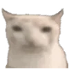 🐱