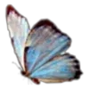 🦋