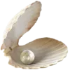 🐚