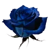 🌹