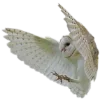 🦉