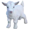 🐐