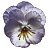 🌼