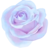 🌹