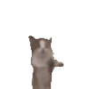 🐈