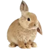 🐇