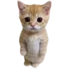 😼