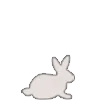 🐇