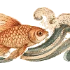 🐟