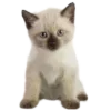 🐱