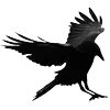 🐦‍⬛