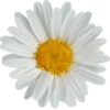 🌼