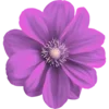 🌼