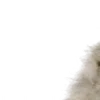 ⭐