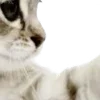 ⭐