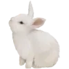 🐇