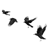 🐦‍⬛