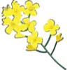 🌼