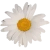 🌼