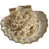🐚