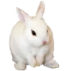 🐇