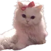 😽