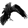 🐦‍⬛