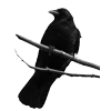 🐦‍⬛