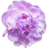 🌸