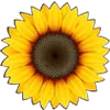 🌻
