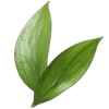 🌿