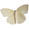 🦋