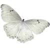 🦋