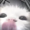 🐱