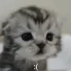 🍓