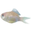 🐟