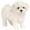 🐶