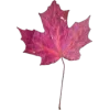 🍁
