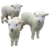 🐑